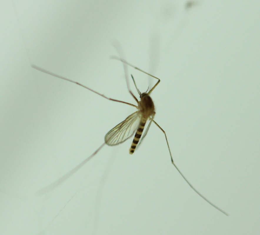【蚊子摄影图片】ww生态摄影
