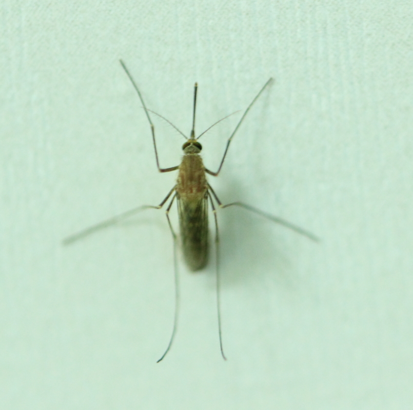 【蚊子摄影图片】ww生态摄影_太平洋电脑网摄影部落
