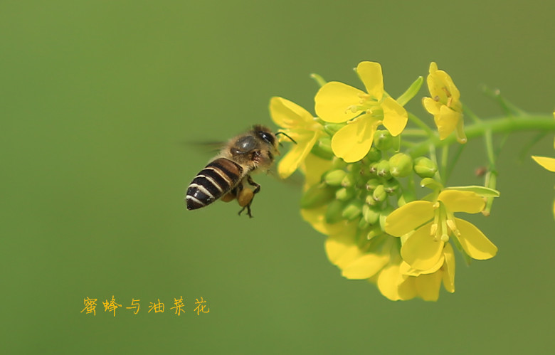 蜜蜂与樱花