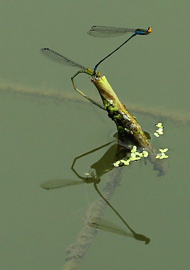 蜻蜓点水