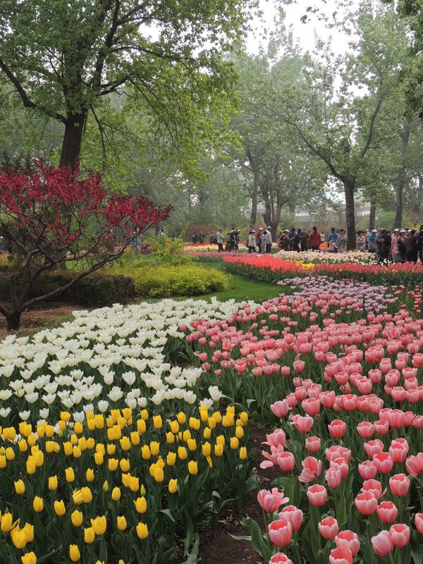 【春花满园摄影图片】北京植物园国内摄影_劲松_电脑