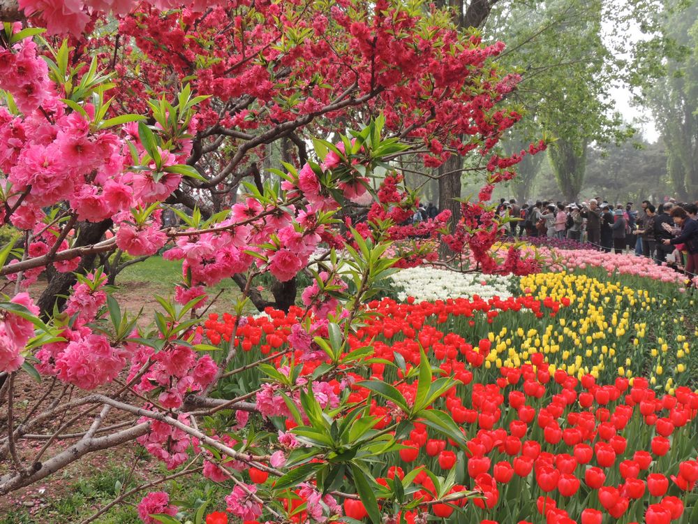 【春花满园摄影图片】北京植物园国内摄影_劲松_电脑