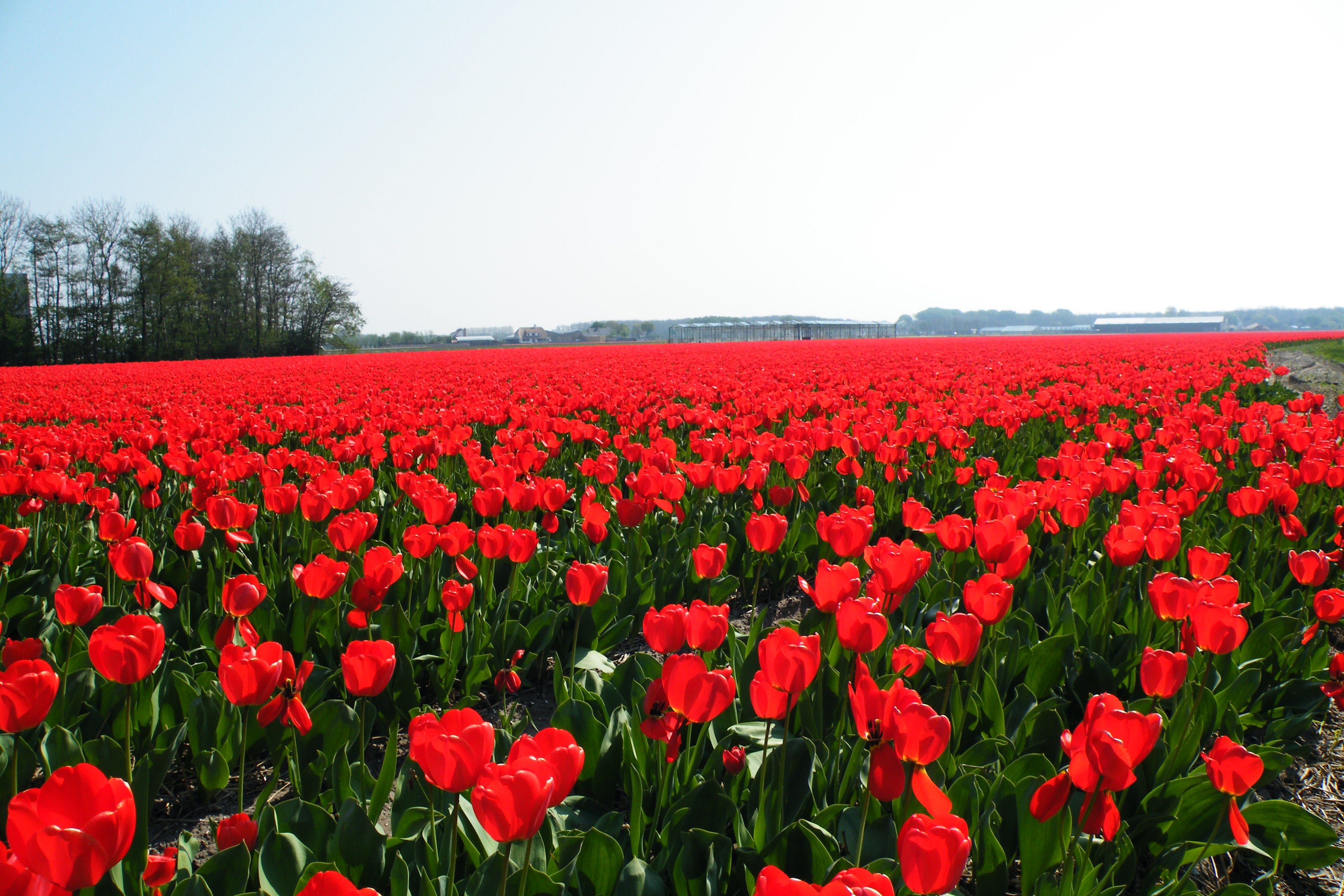 郁金香花田