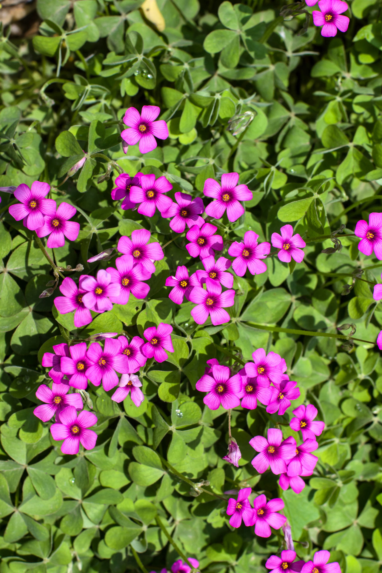 三叶草花
