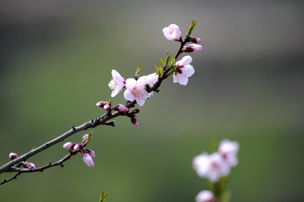 花开一季---春天里陕北的那些花