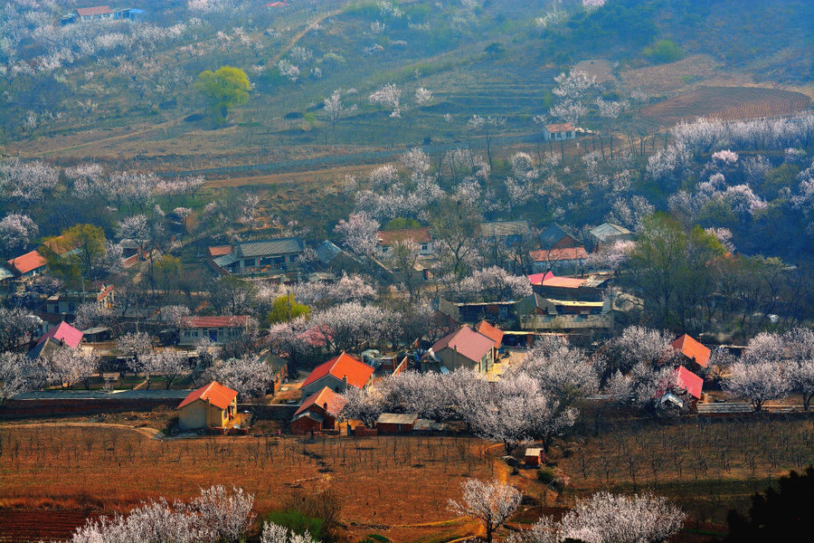 【北国杏花村景摄影图片】鞍山千山风光旅游摄