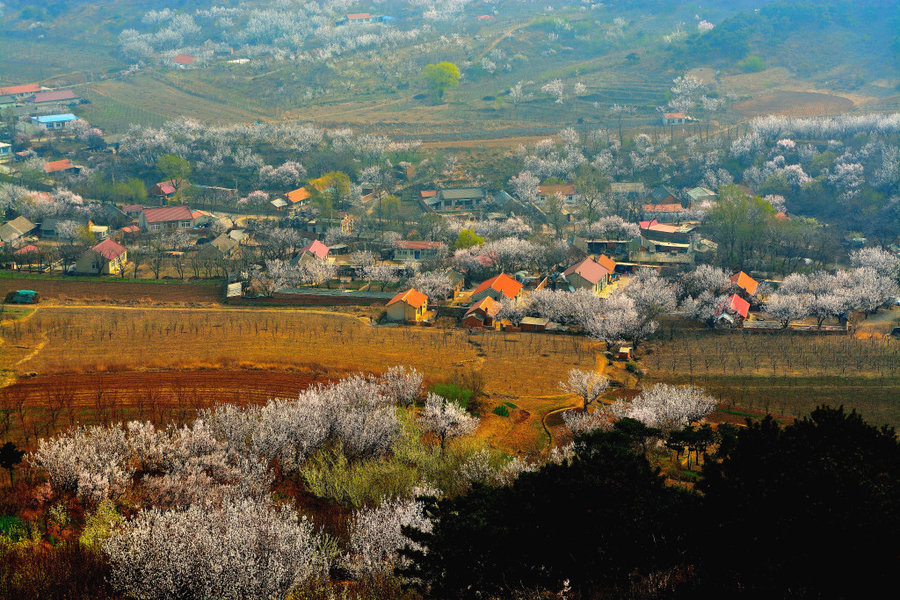 【北国杏花村景摄影图片】鞍山千山风光旅游摄