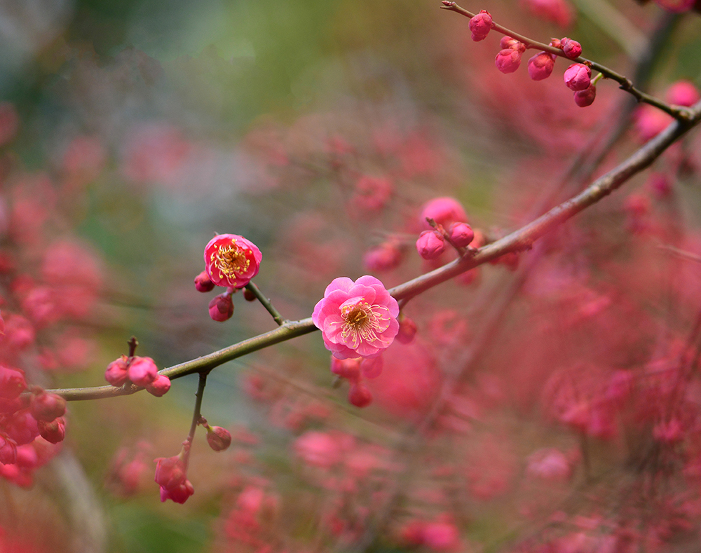梅花,樱花,花花漂亮.