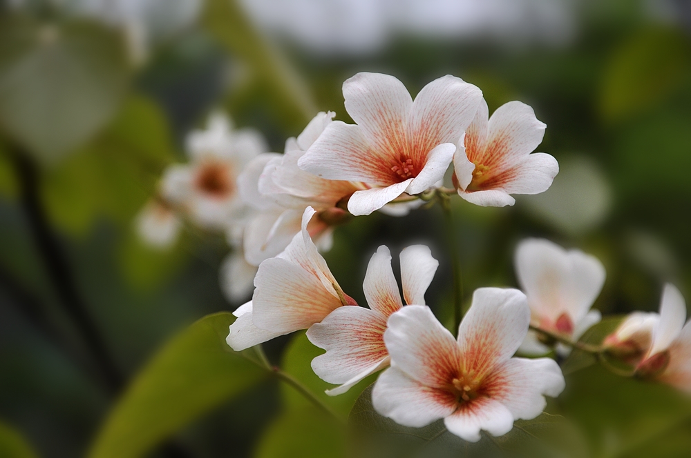 油桐花