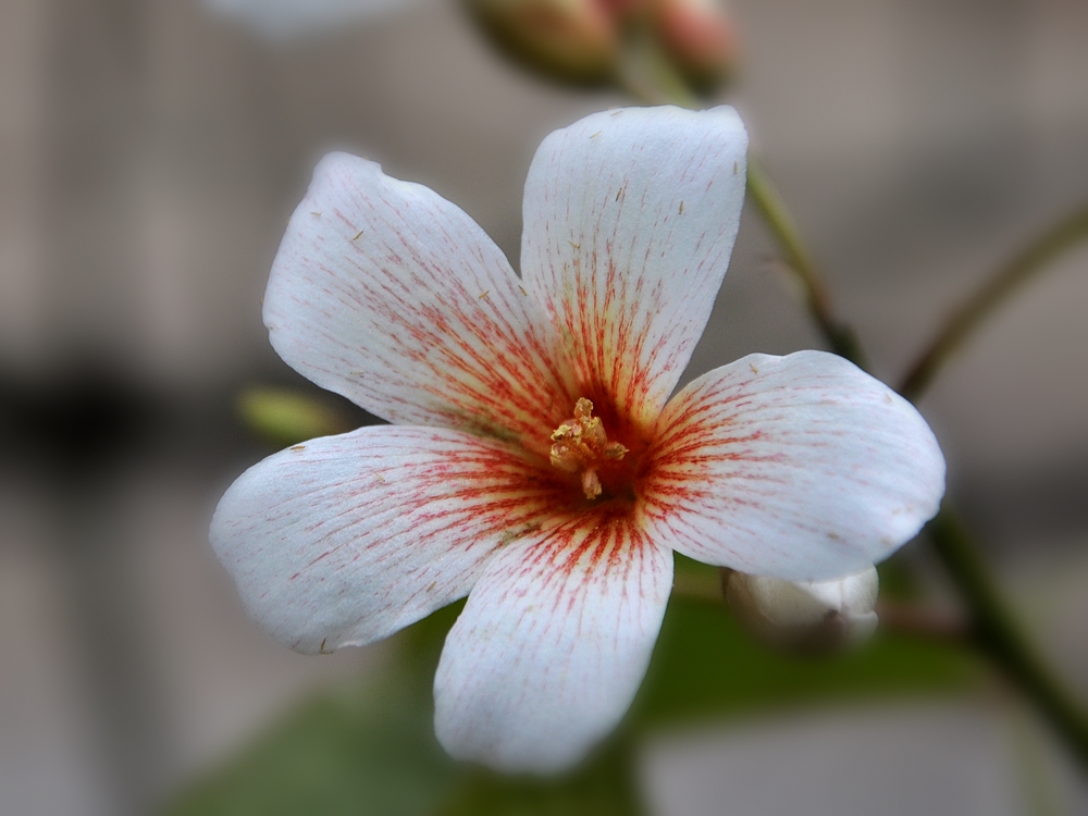 油桐花