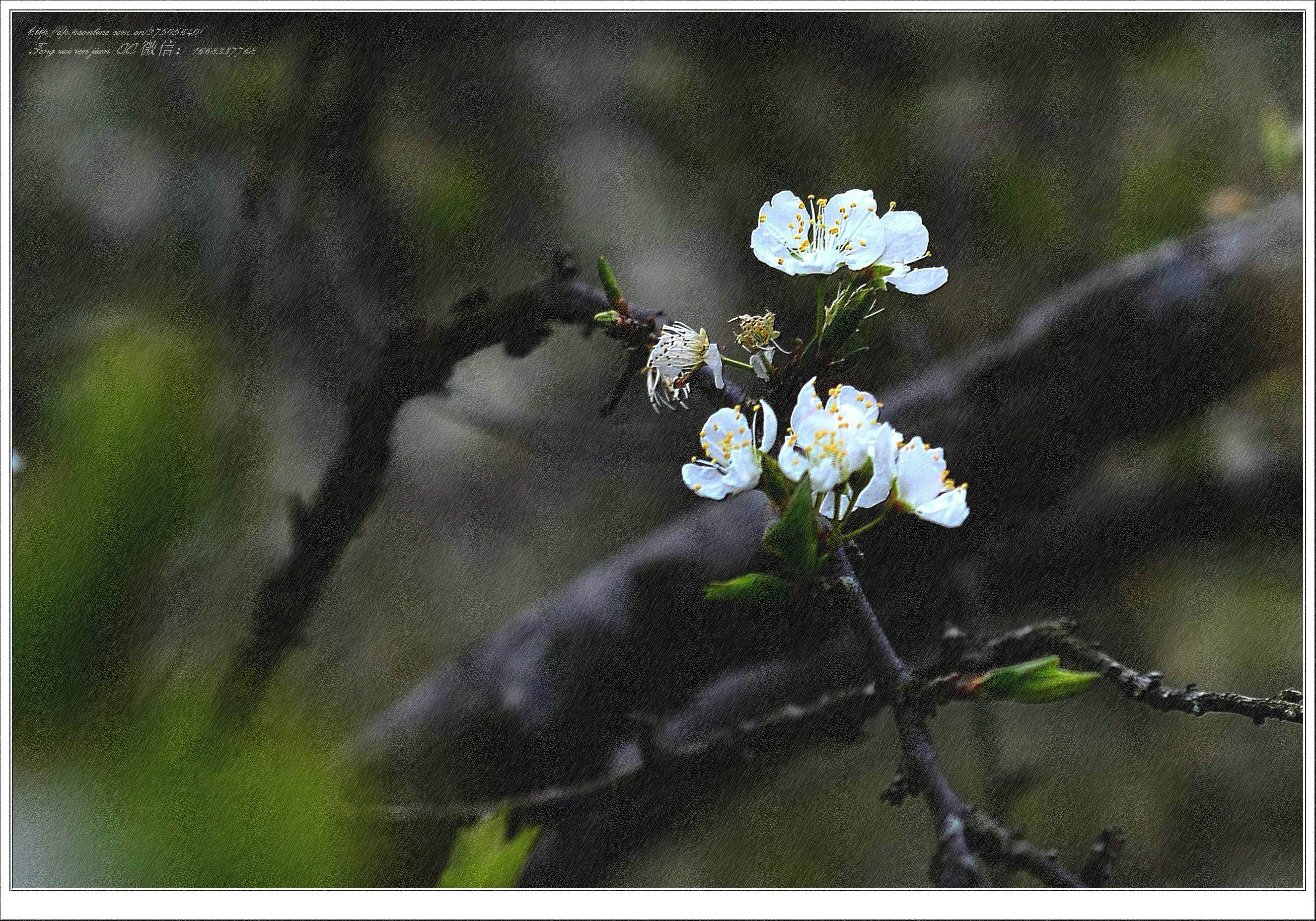 春雨梨花