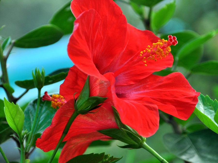 扶桑花