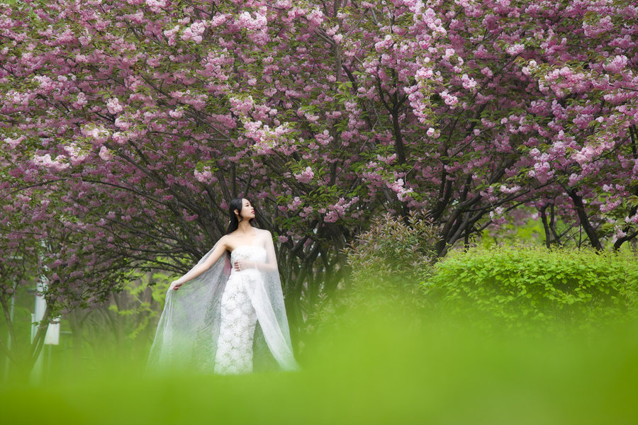 樱花时节(二)