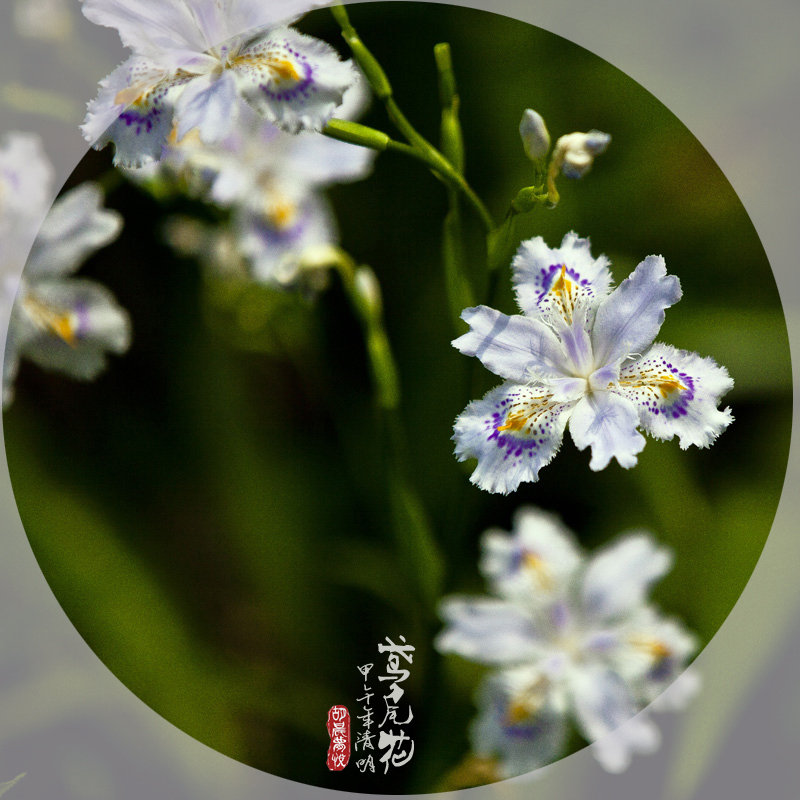 【鸢尾花摄影图片】武汉植物园生态摄影