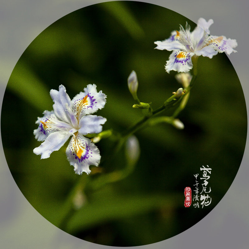 【鸢尾花摄影图片】武汉植物园生态摄影