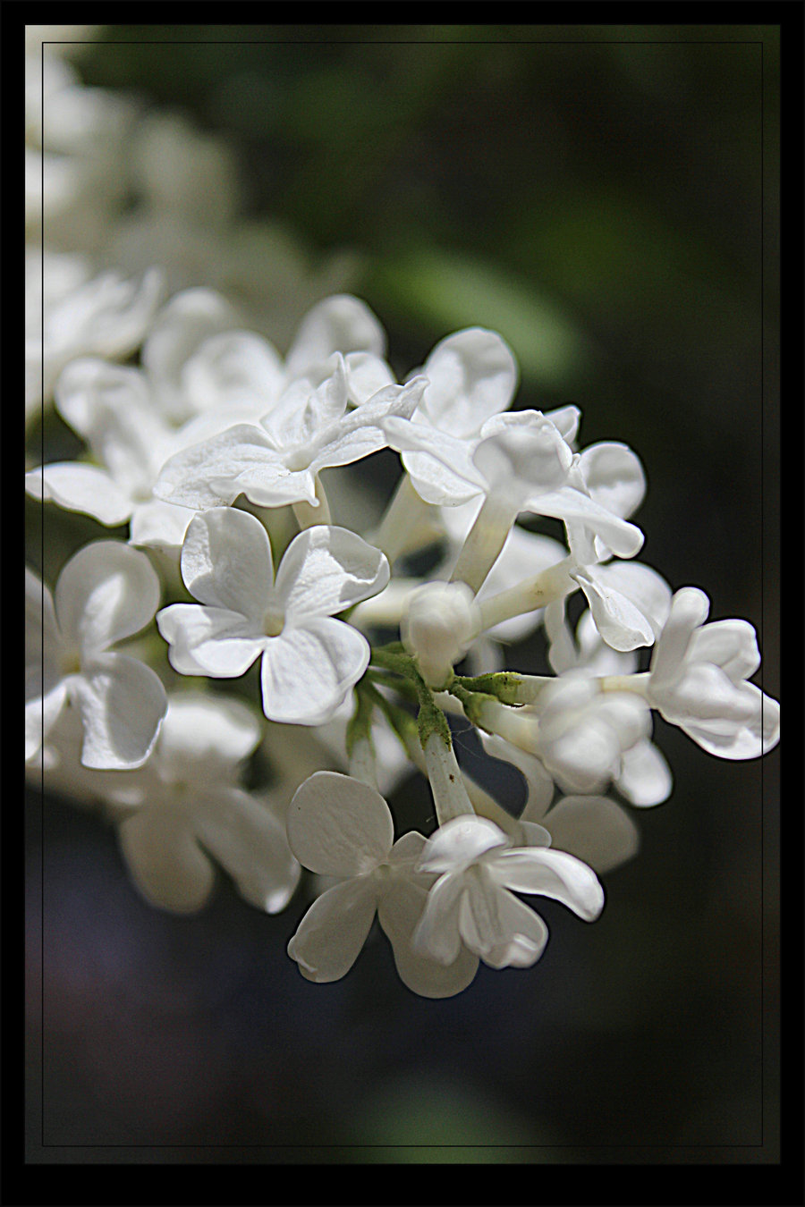 学拍丁香花