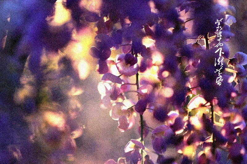 《紫藤花下渐黄昏》