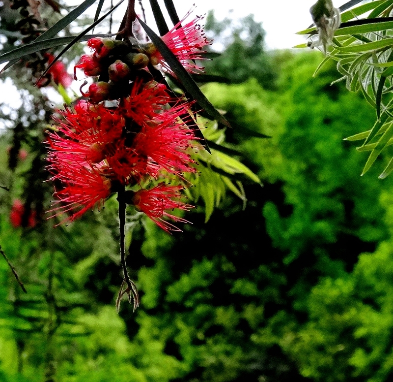 串钱柳花