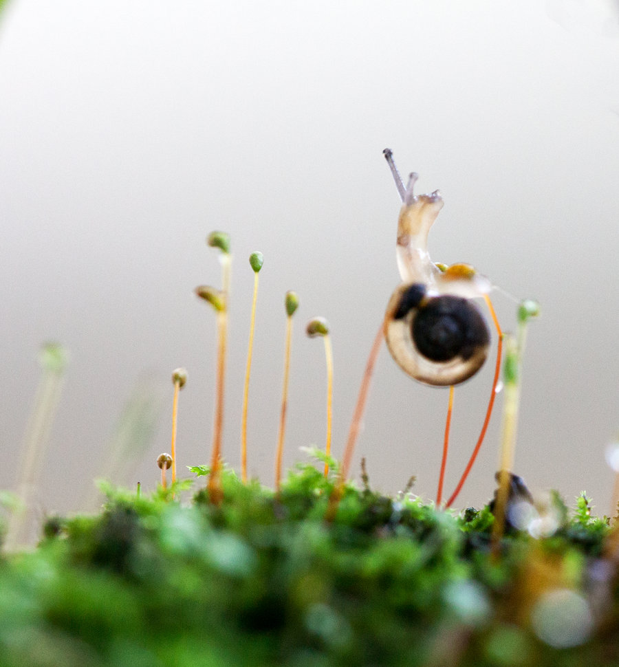 【小蜗牛的春天摄影图片】钦生态摄影