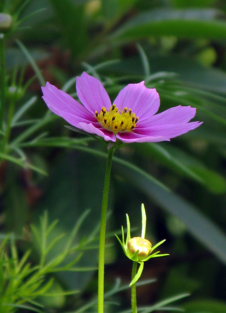 路边小花