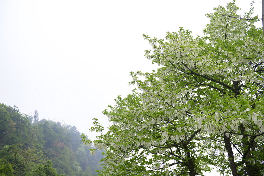 【中国鸽子树!第四纪冰川孑遗树种摄影图片】