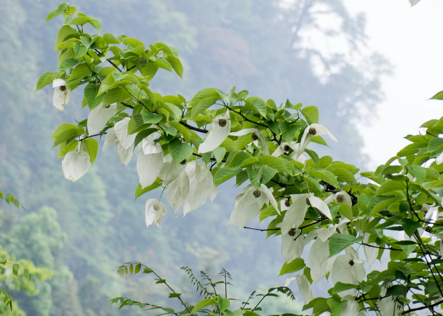 【中国鸽子树!第四纪冰川孑遗树种摄影图片】