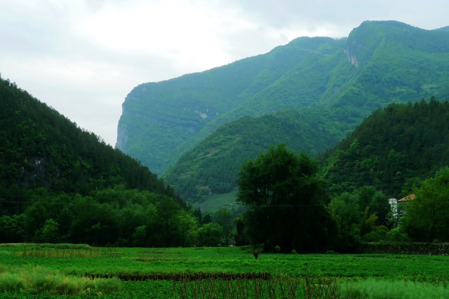 大巴山风光