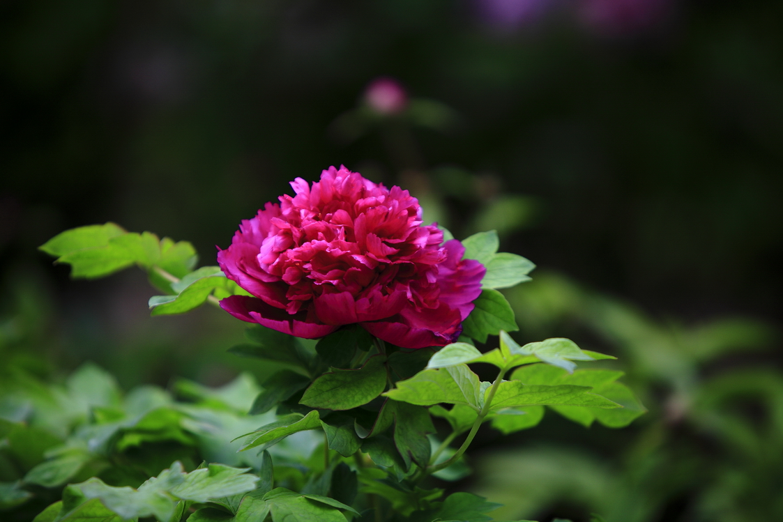 花开富贵—牡丹颂