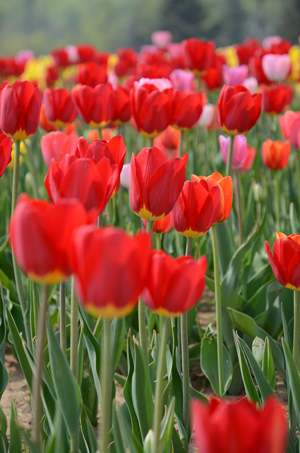 郁金香花谷