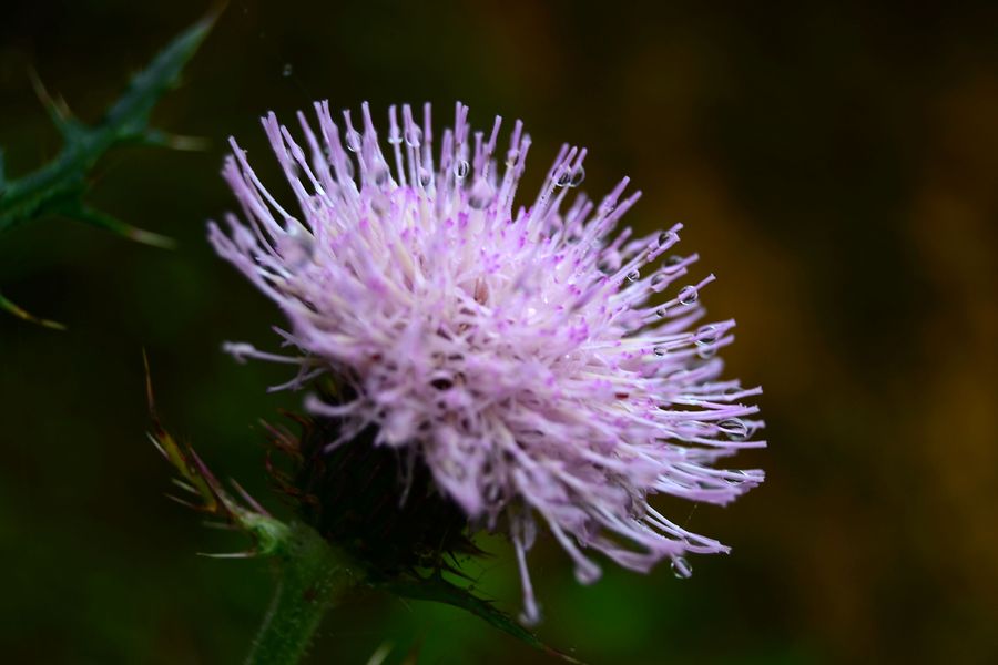 蓟花