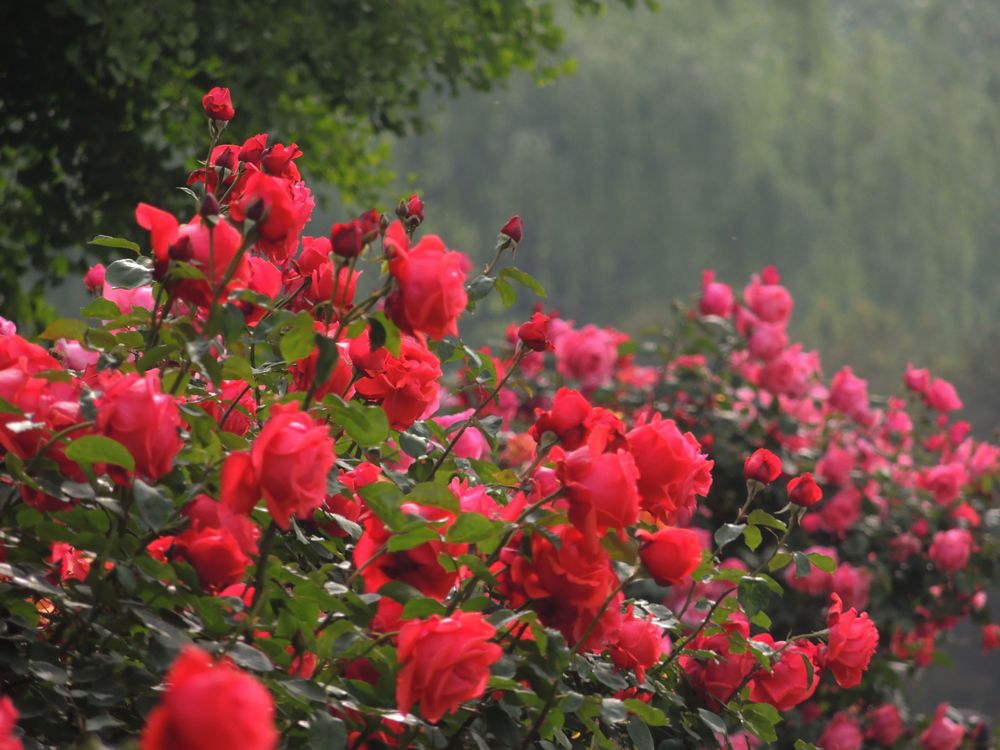 欣赏月季花