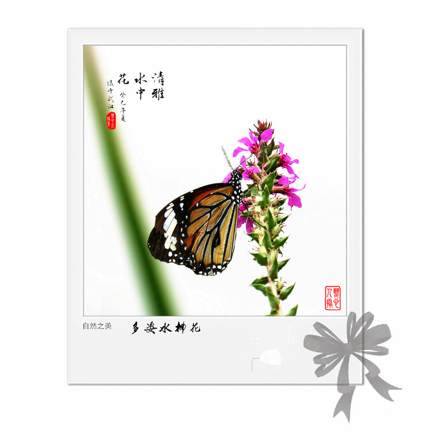 【水柳花摄影图片】武汉-西北湖生态摄影