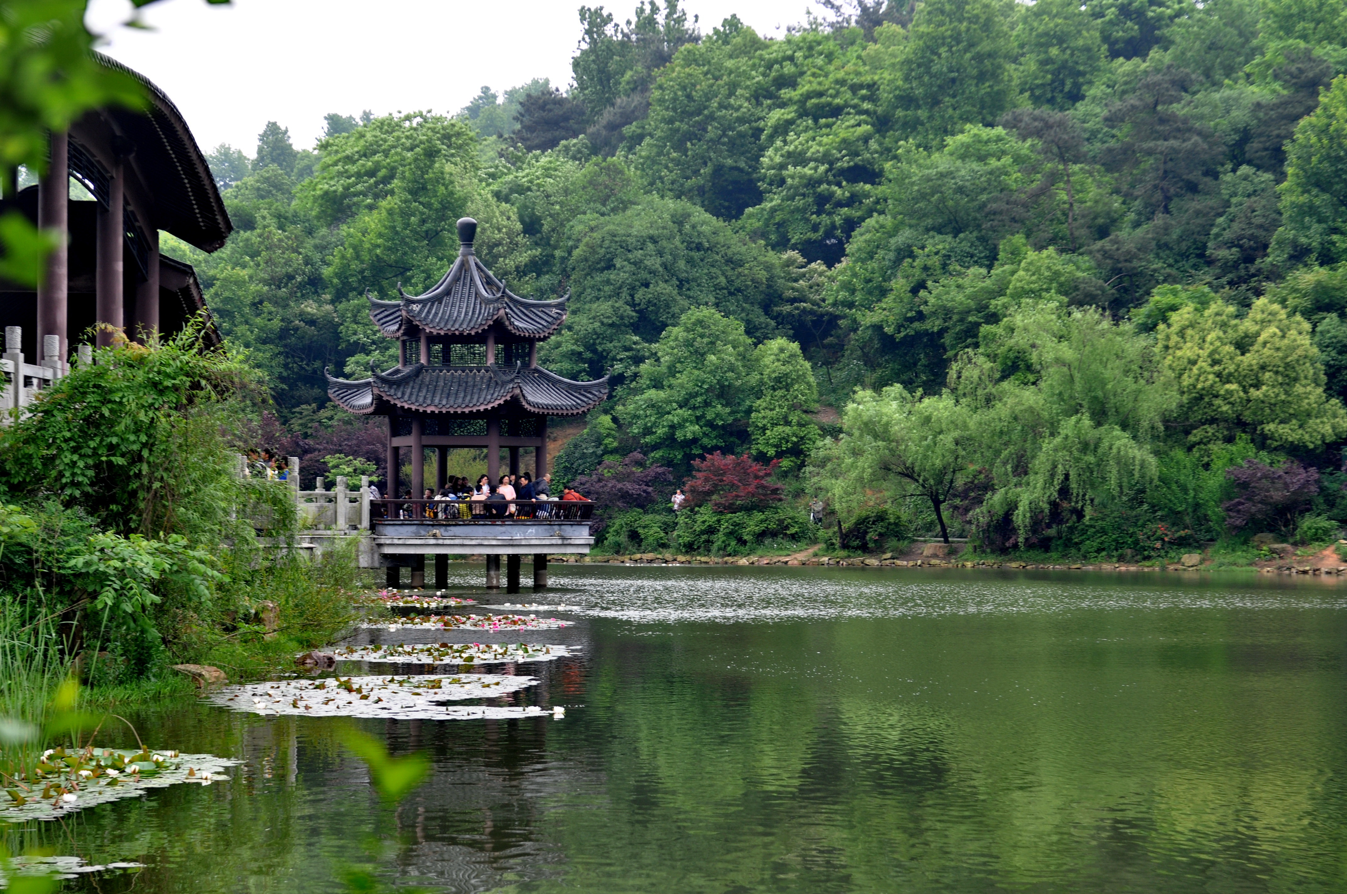 岳麓山的绿