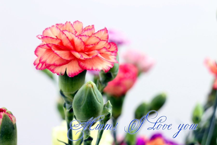 【康乃馨,送给最爱的母亲摄影图片】广州郊区