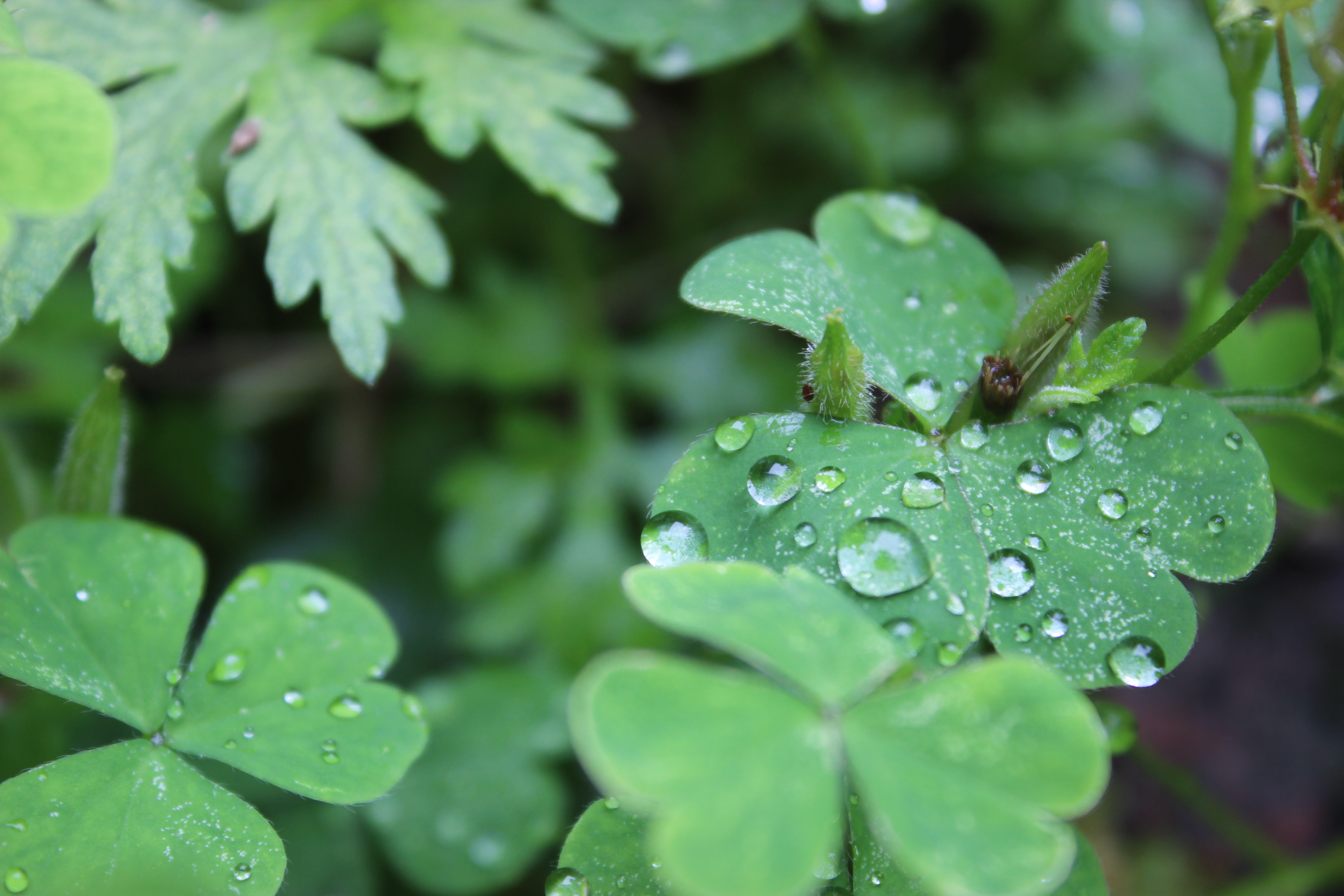 雨季的花草