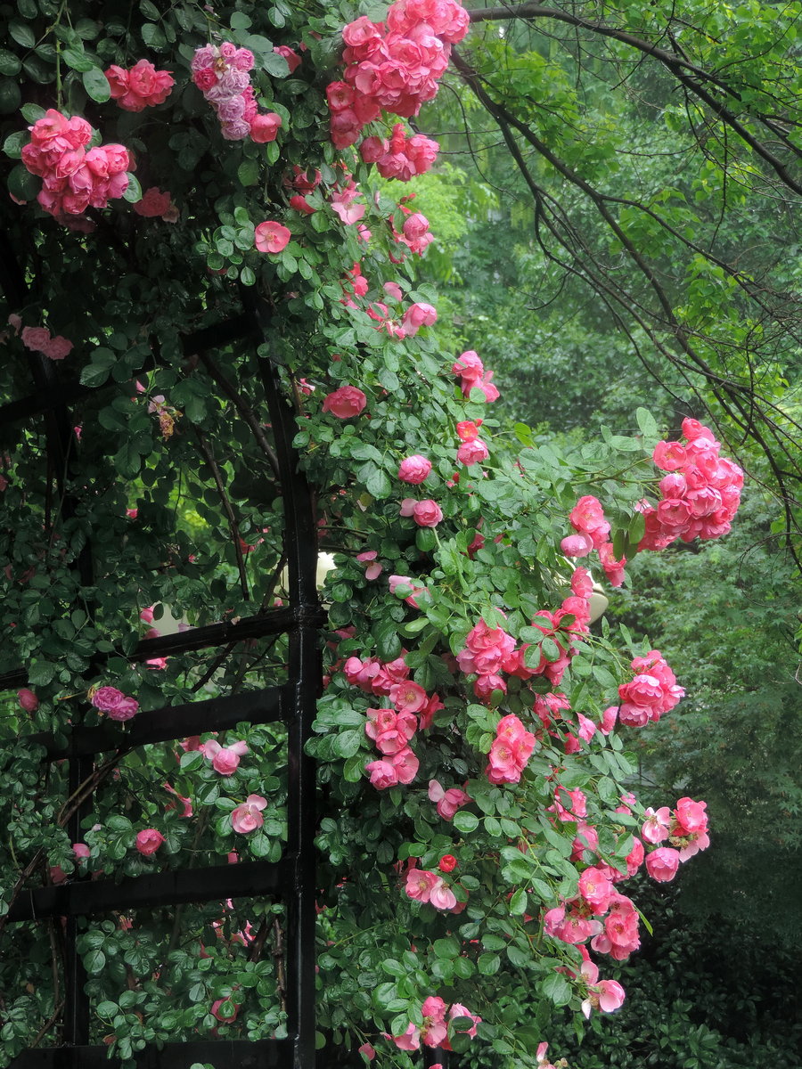 雨中花