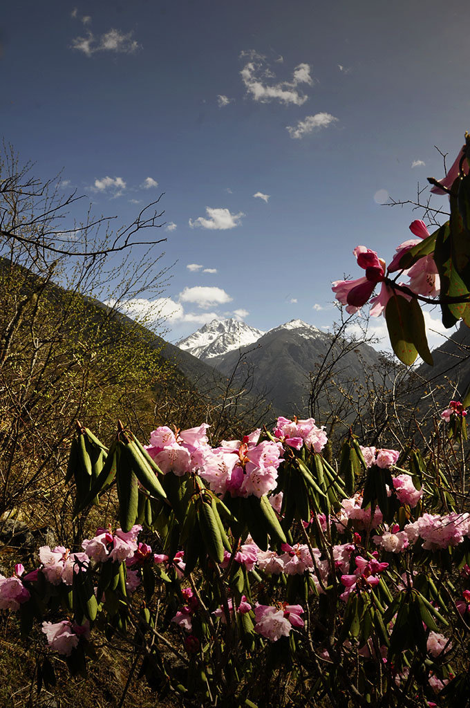 高山杜鹃花又开(共 14 p)