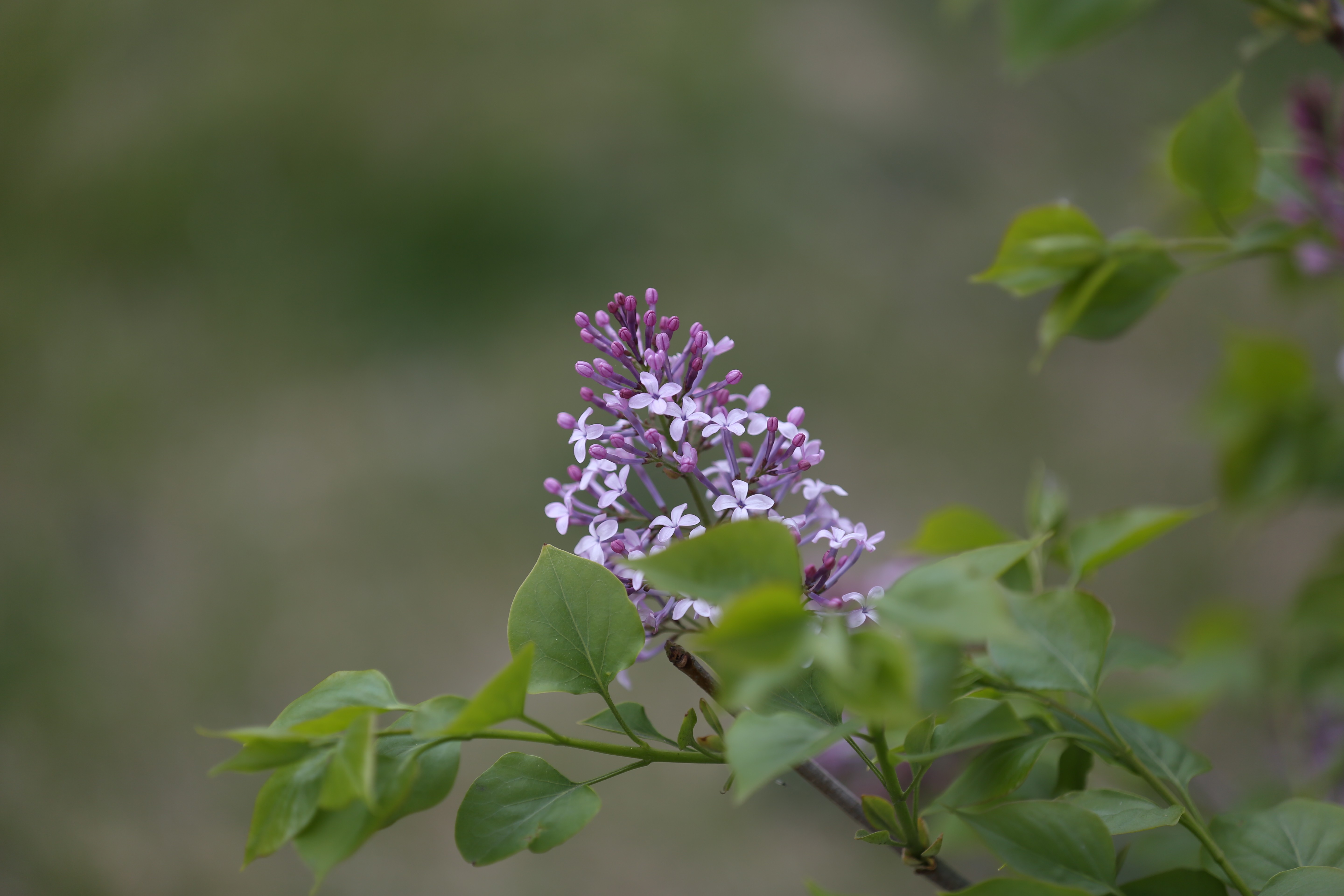 丁香花倒挂金钟花养殖视频图片