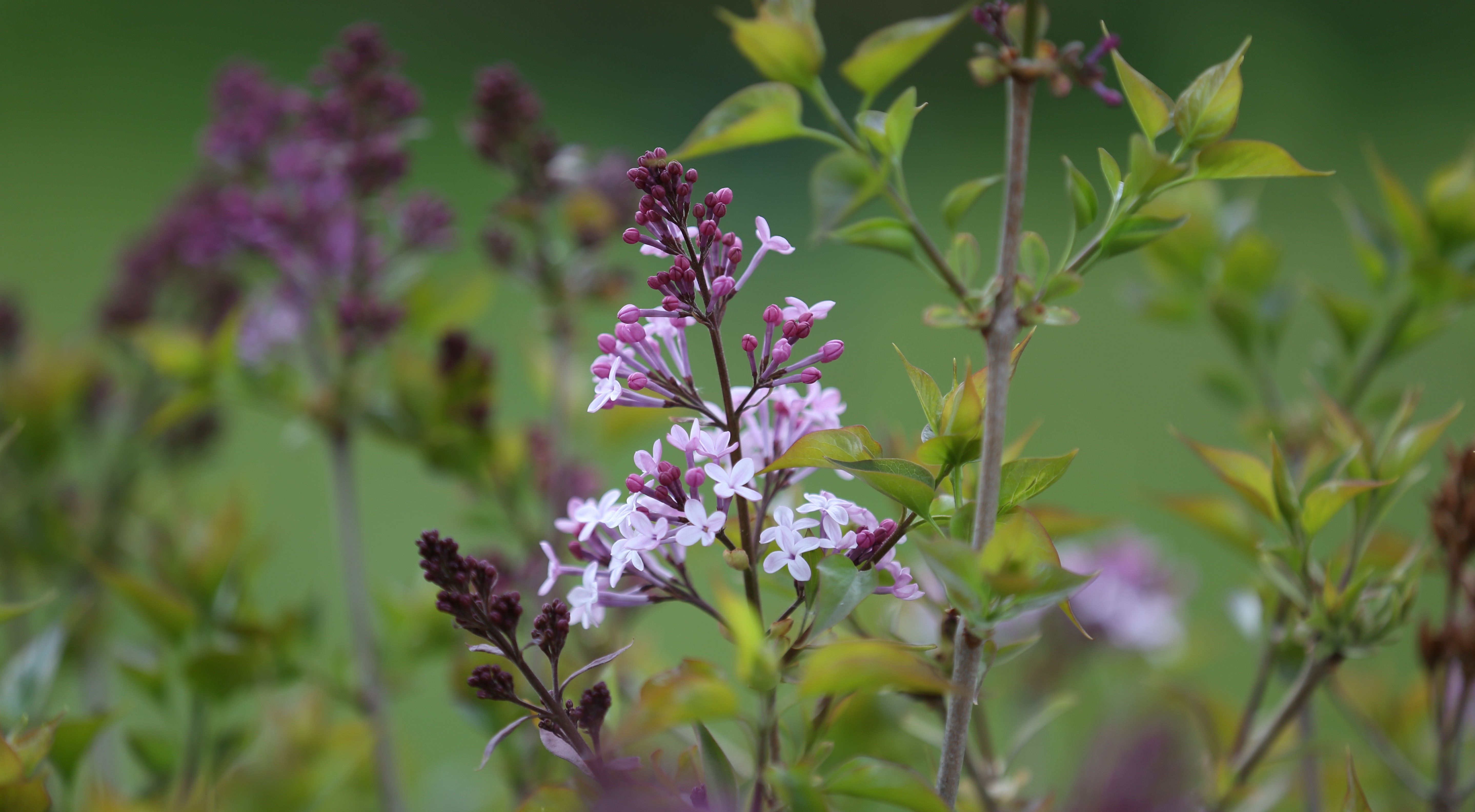 丁香花