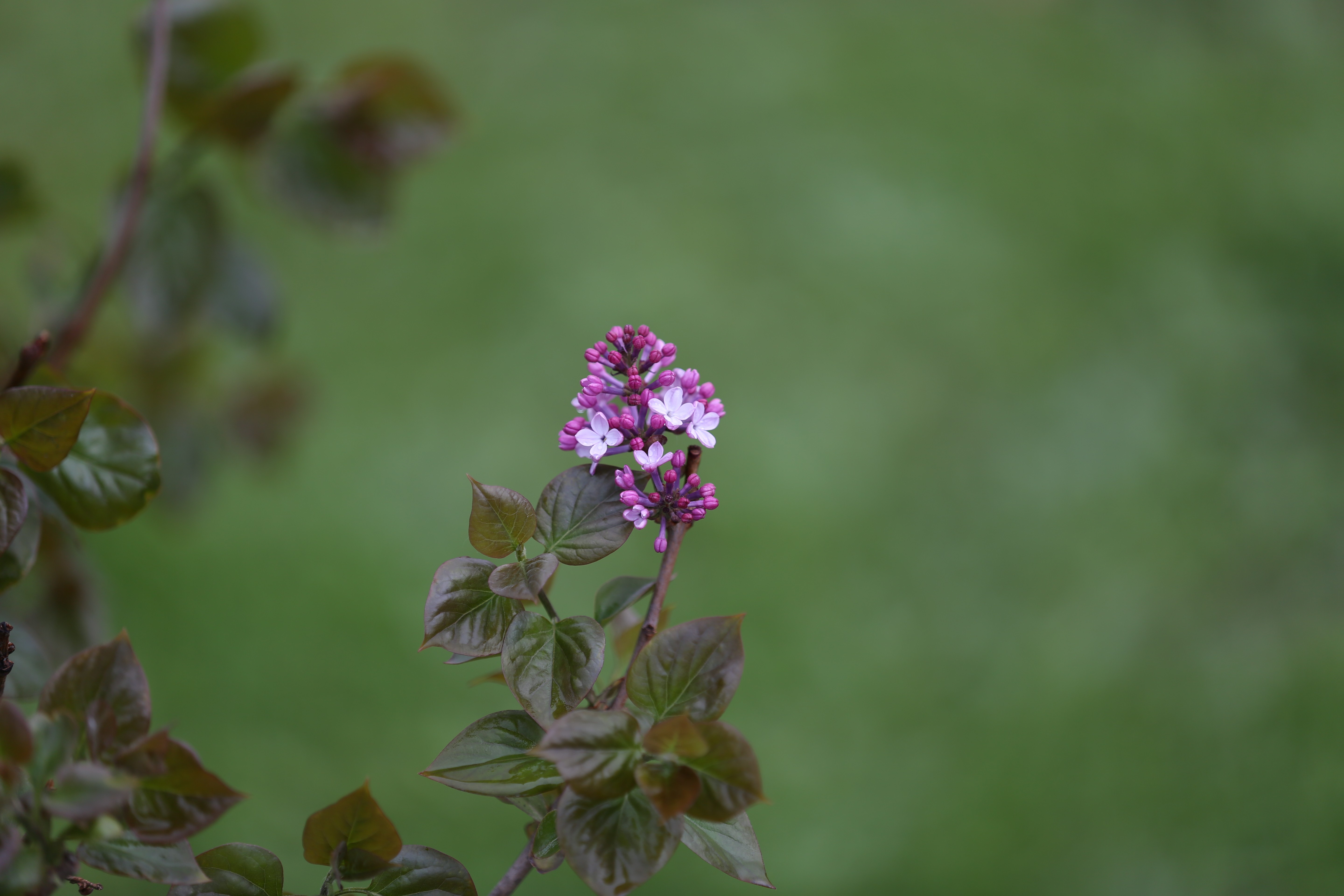 丁香花苍术丁香图片