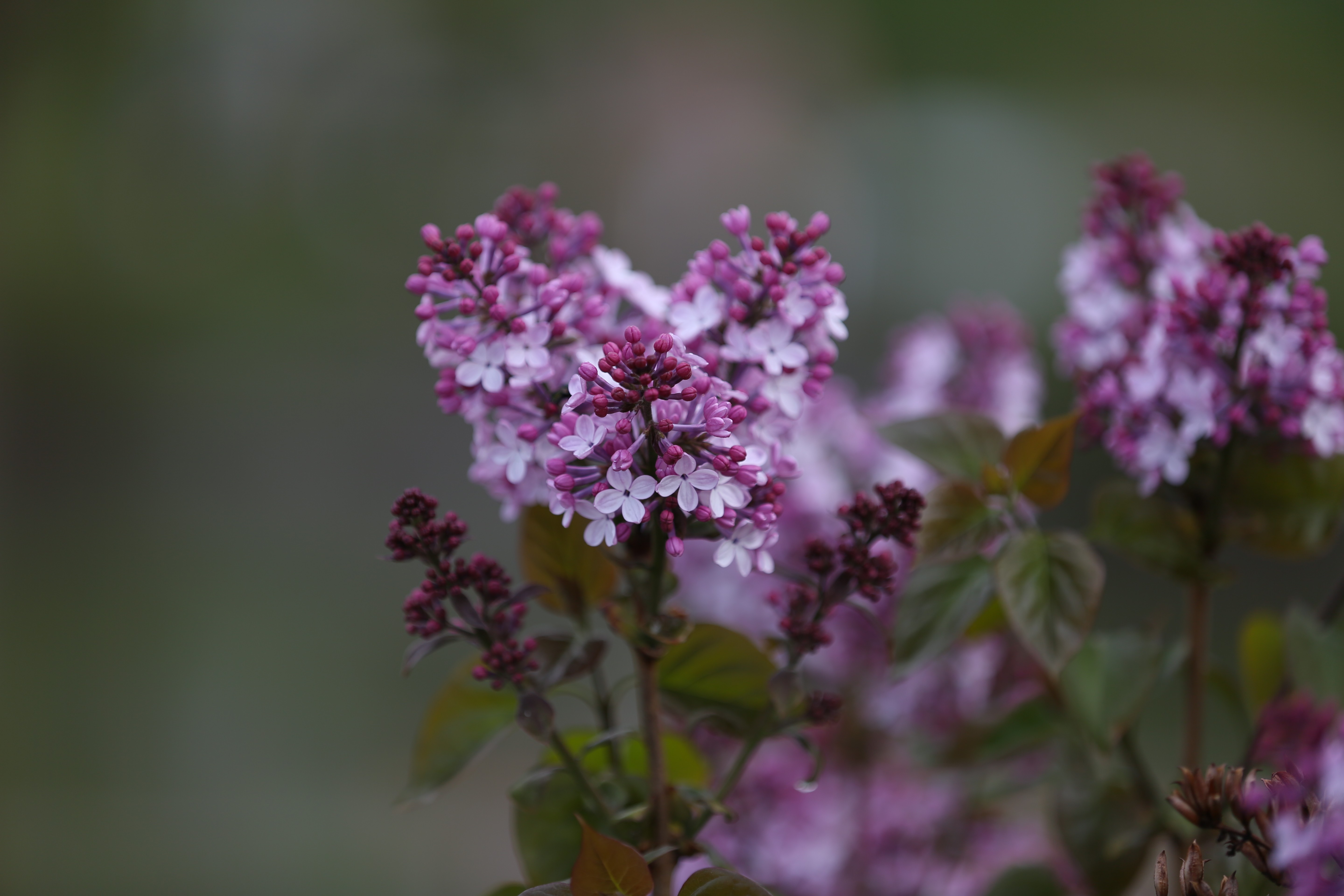 丁香花
