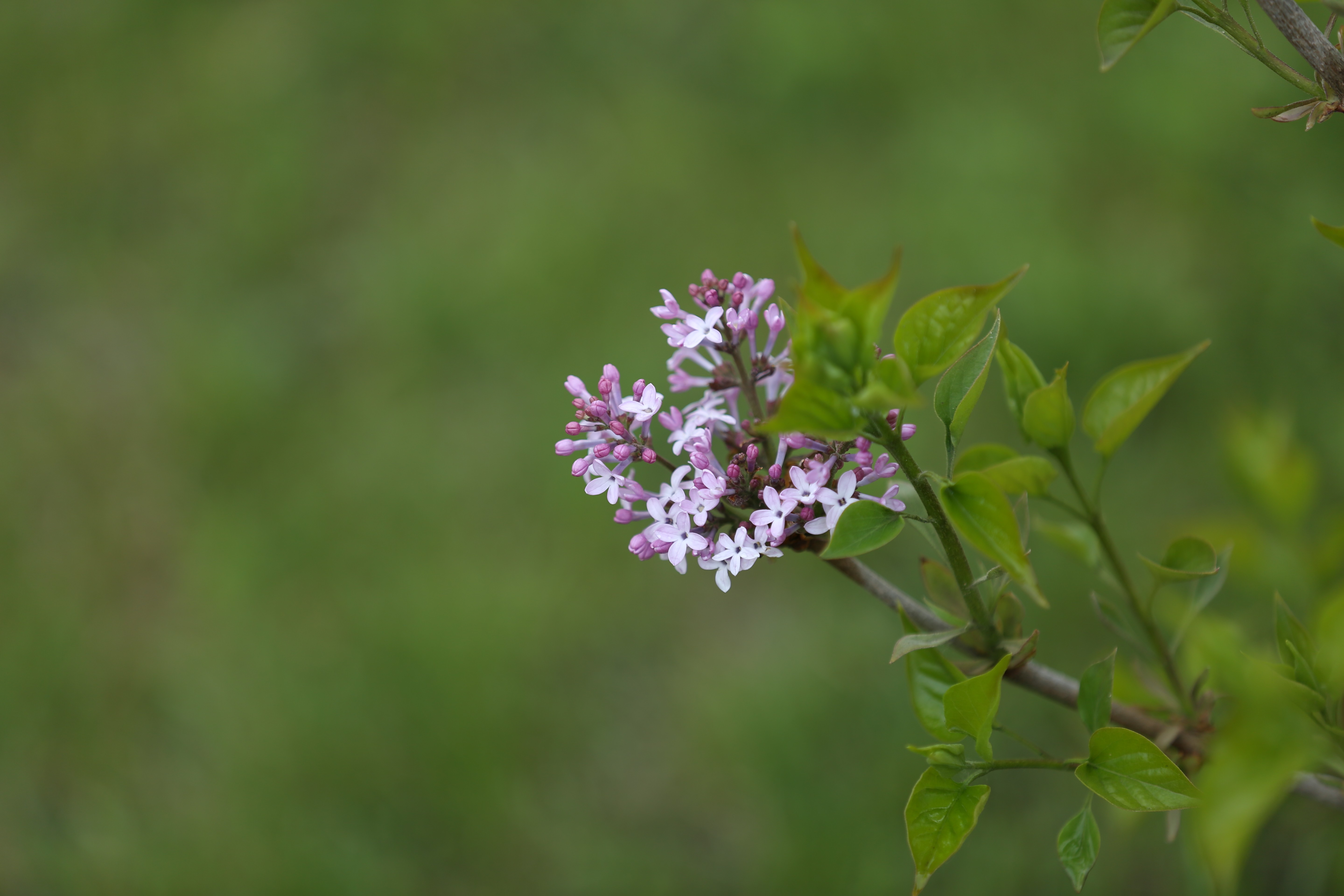 丁香花