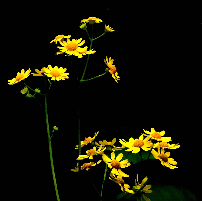 唯美野菊花