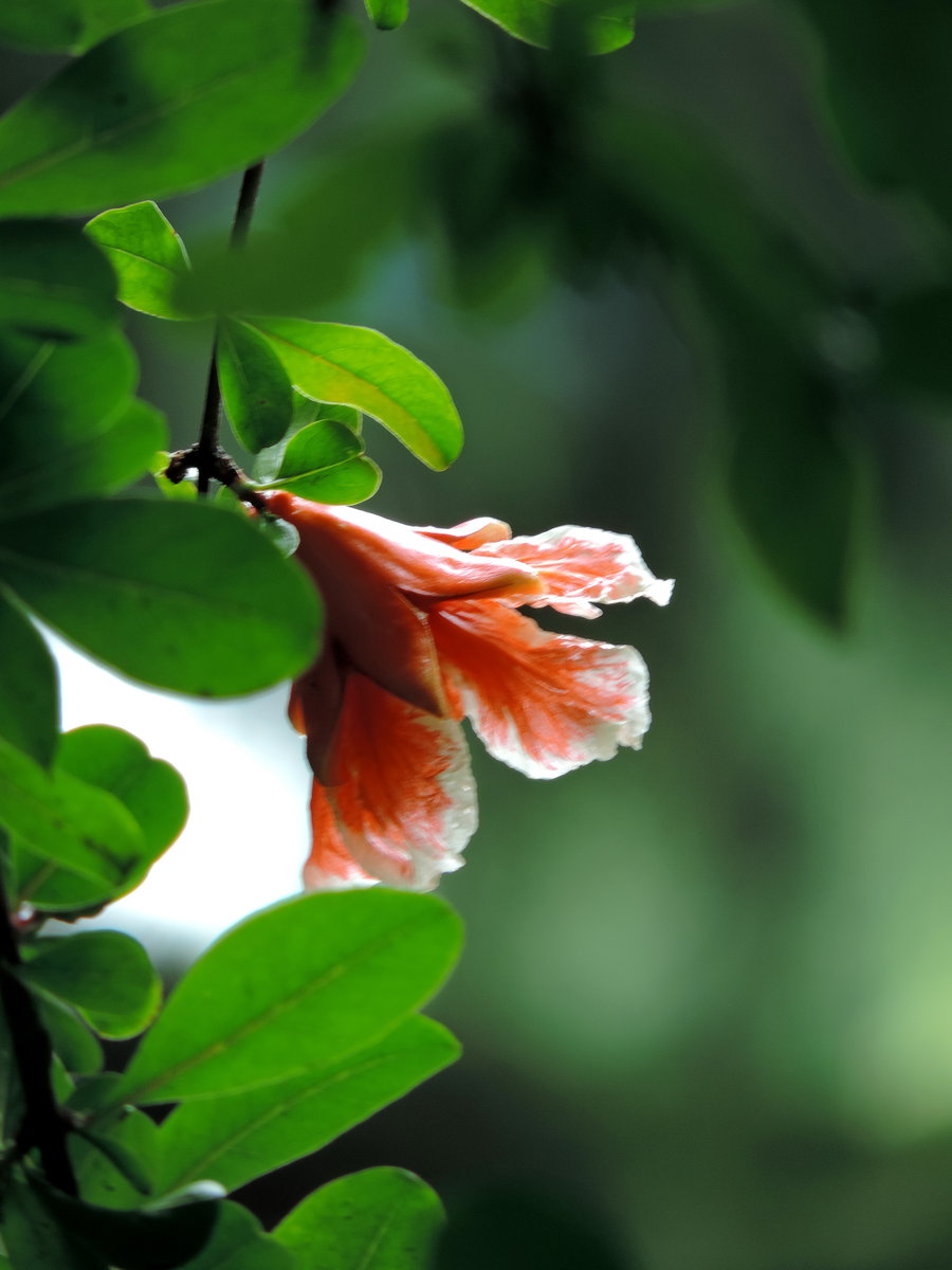 之前阳光下拍摄石榴花,总觉得效果不好——花瓣的层次和颜色都是颜色