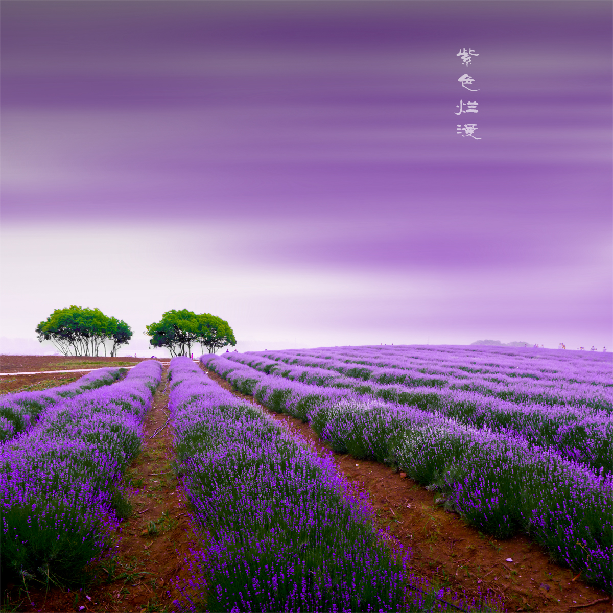 紫色烂漫--薰衣草