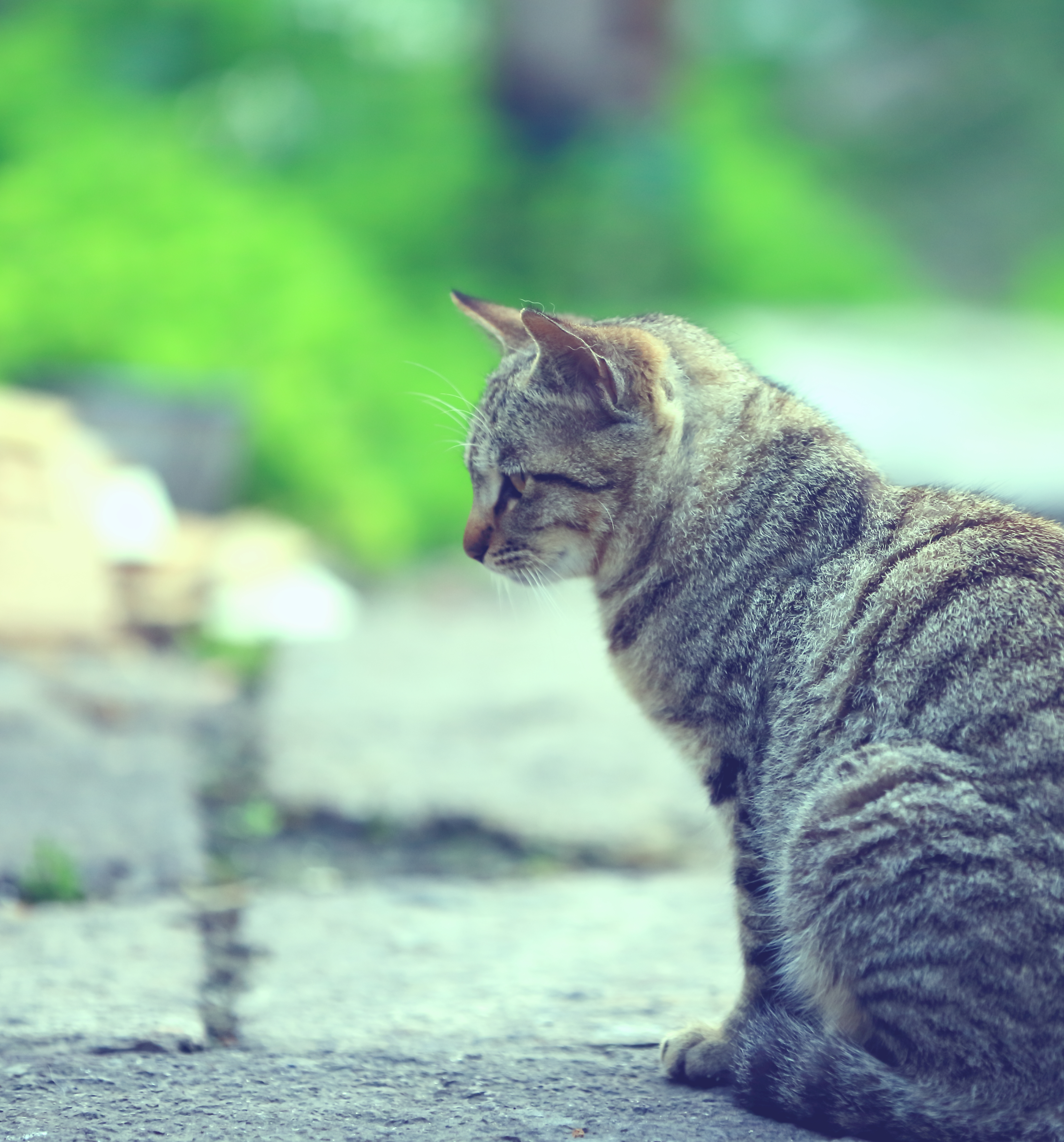 西塘小野猫