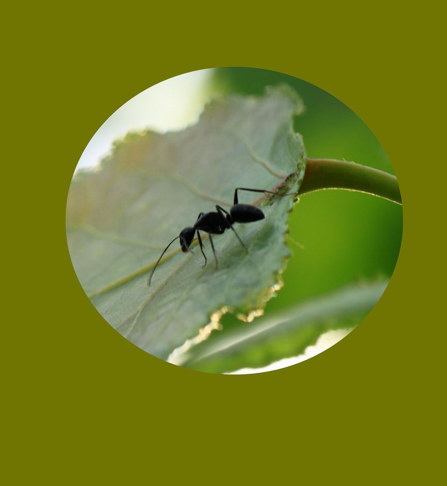 【蚂蚁摄影图片】家门口生态摄影_太平洋电脑网摄影部落
