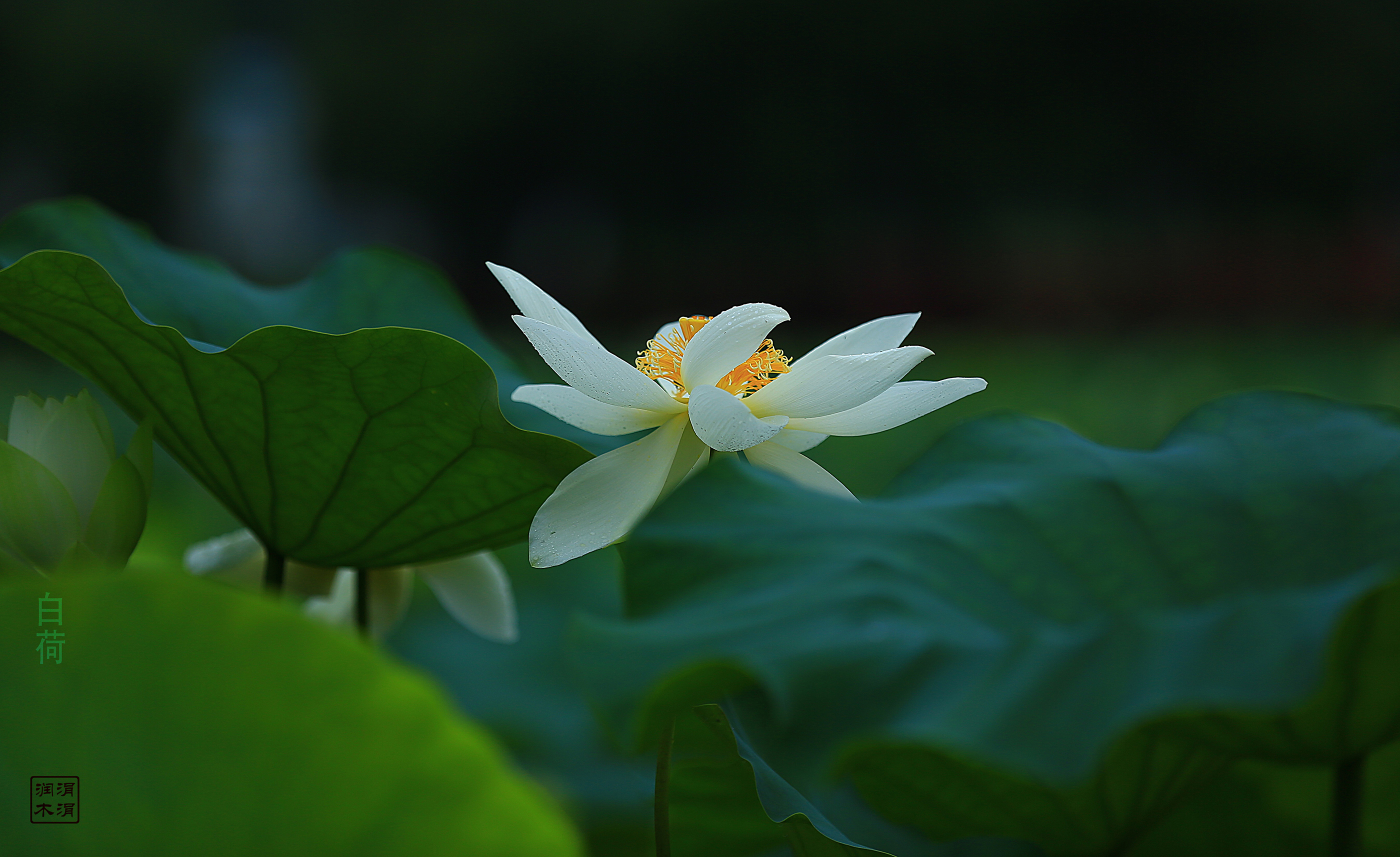 盛开的菩提心