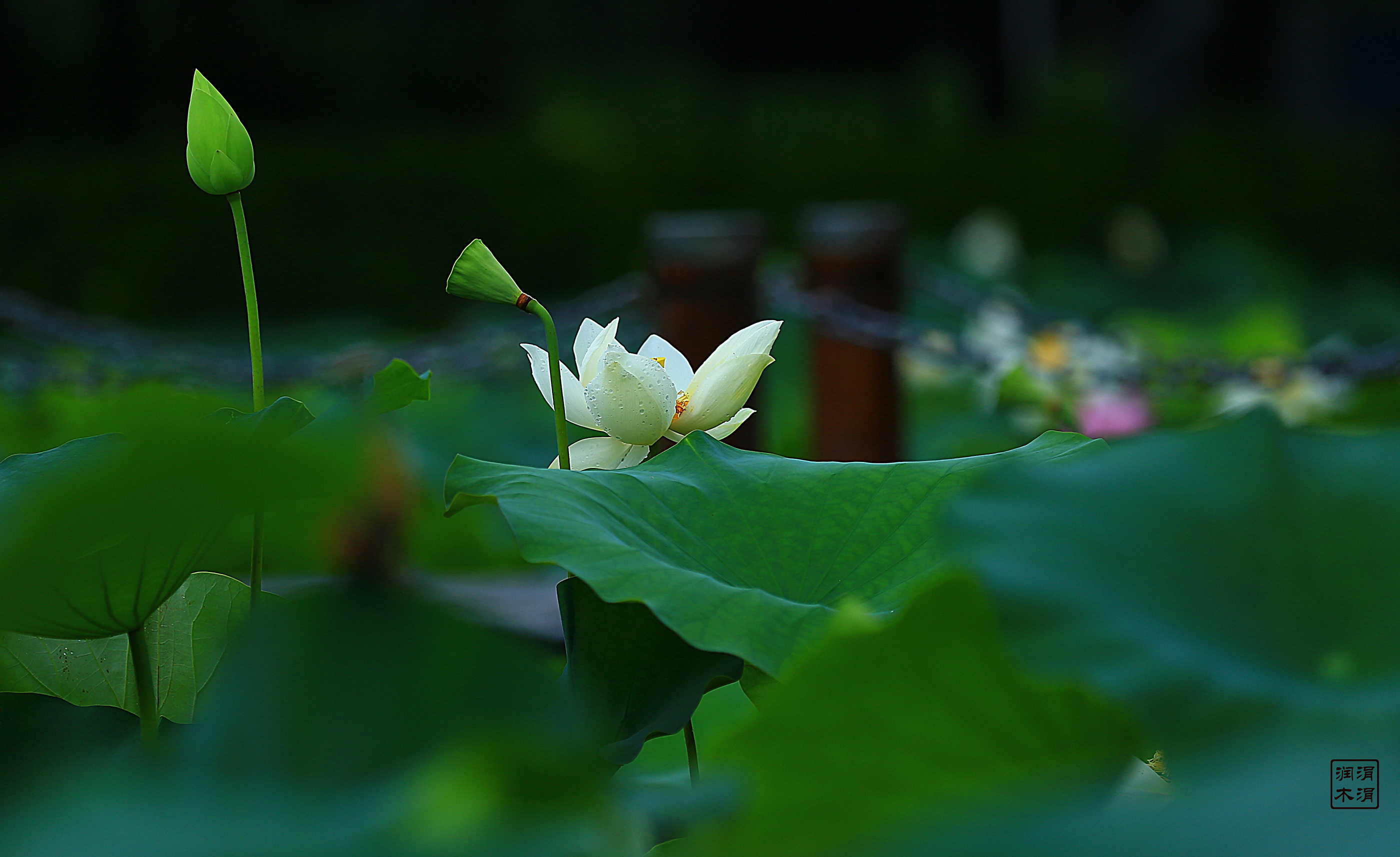 盛开的菩提心