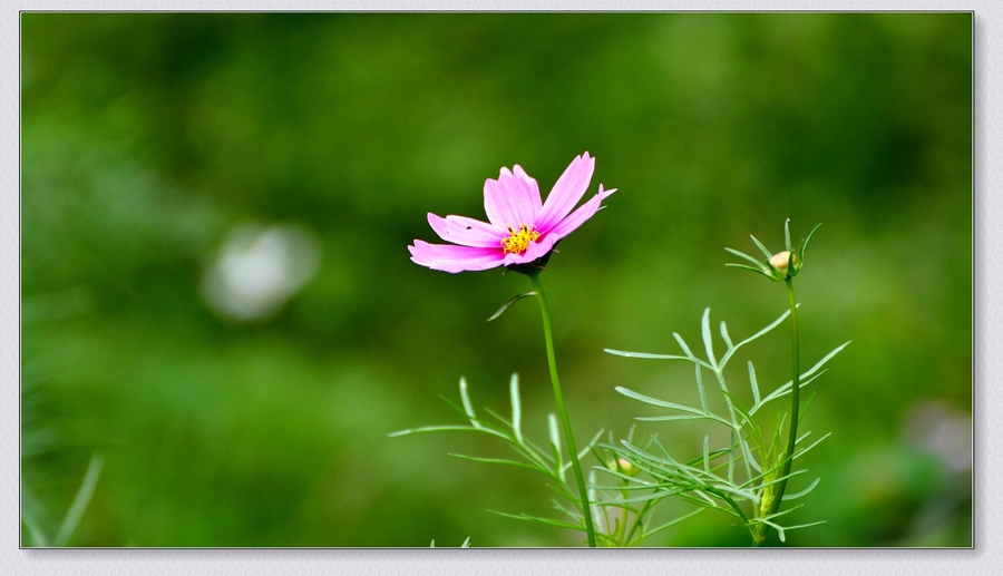 格桑花 幸福花